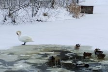 выкса.рф, Руслан и Любава отправились на зимовку